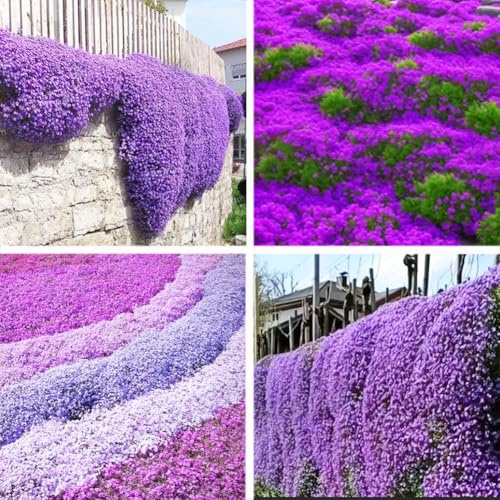 10000 Creeping Thyme Plant，Wild Thyme Flower Seeds Rock Cress Ground Cover Seeds, Carpet Evergreen Plant for Landscaping, Lawn Alternative