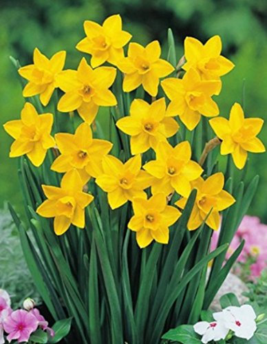 50 Narzissen Sweetness Blumenzwiebeln Narcissus