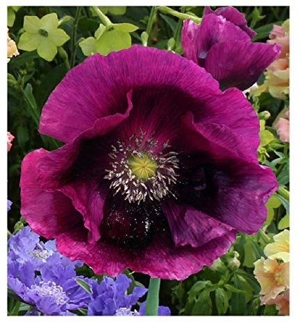 500 Papaver Poppy Laurens Grape Seeds - 500 Purple Poppy Seeds