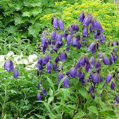 Semillas de campanilla, semillas de Campánula mediana, Las de jardín son resistentes semillas de jardín 50pcs