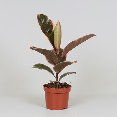 Ficus elastica 'Belize' - 30cm - Ø12cm - Pianta d'appartamento - Sempreverde
