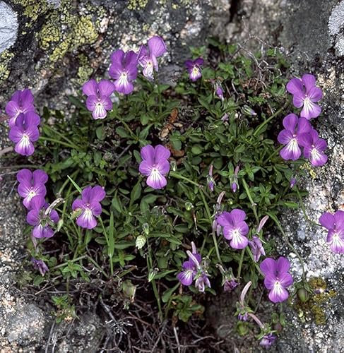 Korsische Veilchen - Viola corsica