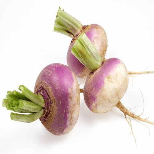 100 semi di rapa bianca e viola