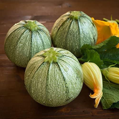 Runde Zucchini Samen GemüSe Pflanzen Hochbeet Samen Zucchini Saat GemüSesamen WintergemüSe Gartenpflanzen Winterhart MehrjäHrig Bodendecker GäRtner Geschenke Alte GemüSesorten Samen 50 Zucchinisamen