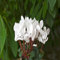 100 semi di fiori di ciclamino bianco