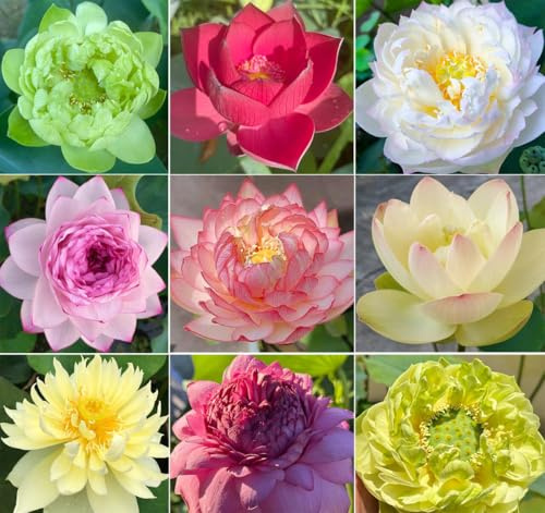 Mixed Color Bonsai Bowl Lotus Water Lily Seeds (30 PCS)