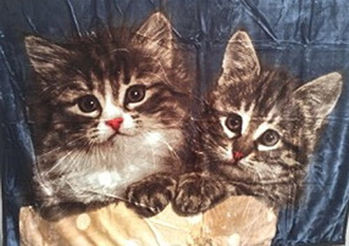 Natur-Fell-Shop Kuscheldecke Tagesdecke Decke Motiv 2 Katzen NEU (blau) 160x200cm