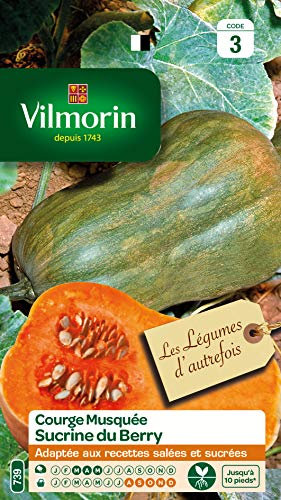 Vilmorin - Courge sucrine du Berry -Adaptée aux Recettes salées et sucrées - variété coureuse - rendement Jusqu'à 10 Pieds, Orange