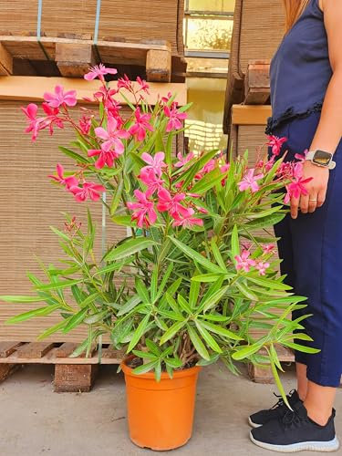 POWERS TO FLOWERS - OLEANDRO ROSA INTENSO, vaso 22cm diametro, pianta vera