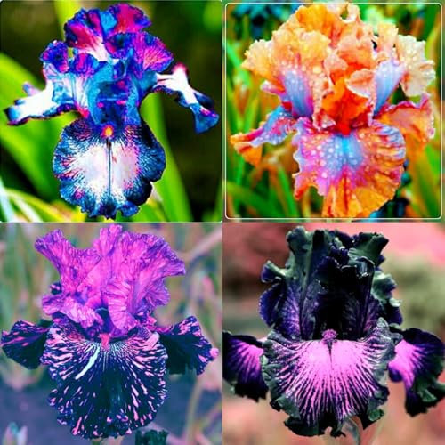 Iriszwiebeln,Winterhart mehrjährig pflanzen,Seltene Pflanzen,schwertlilie rhizome,iris Bulbs Mehrjährige Krautige,iris Blume,Schwertlilie lila,Iris-schwertlilie Zwiebeln pflanzen.-4zwiebeln-A