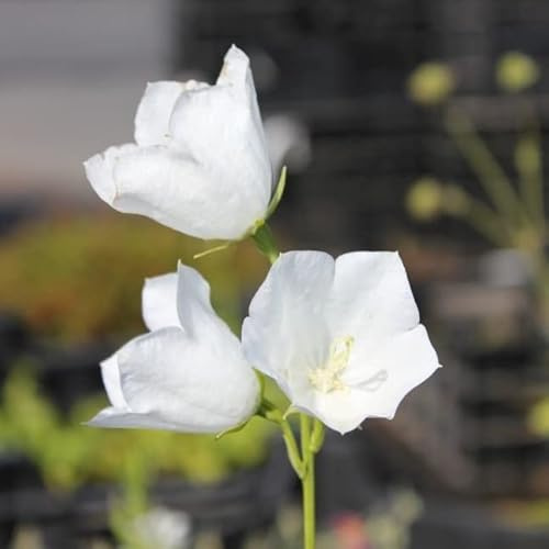 6x Campanula persicifolia 'Grandiflora Alba' – Vaso 9x9 cm – grandi fiori bianchi giardino