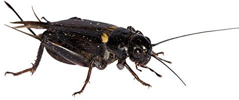 Großpackung große Mittelmeergrillen Zweifleckgrillen in Karton Dosen praktisch verpackt Futterinsekten Futtertiere ca. 200 Stück