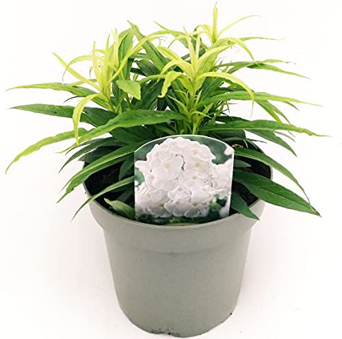 POWERS TO FLOWERS - PHLOX BIANCA, pianta vera