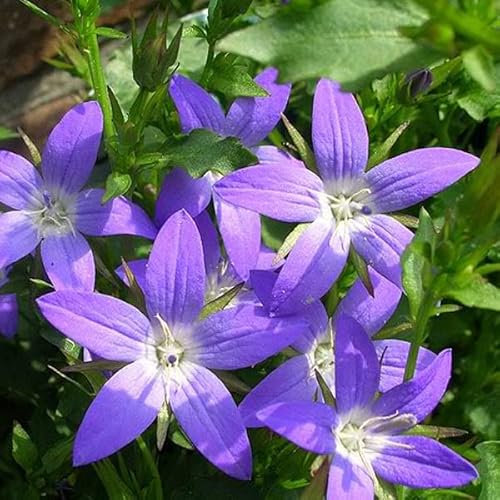 6 x Campanule des murets 'Stella' - Campanula Poscharskyana - Godet 9x9cm - Fleurs bleues étoilées, rampante