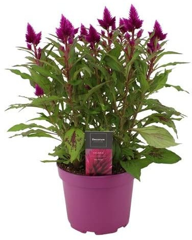 Celosia Argentea Color Rosado Planta Natural para Decorar Casa, Terraza y Jardín