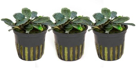 AquaOne Akvarium växt 3 stycken Bucephalandra sordidula Blue Red  I vattenväxt akvarieväxt rotstock/rhizom lätt att rengöra aquascaping dekoration
