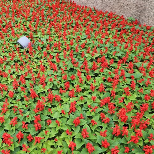 salvia de fuego - semillas de decorativas salvia fuego semillas para camas elevadas balcón balcón robustas resistentes 800pcs