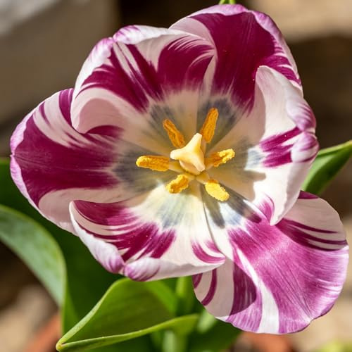 bulbos de tulipán - Camas elevadas el jardín de interior exóticas jardín resistentes pleno sol invernadero interior bulbos 10pcs