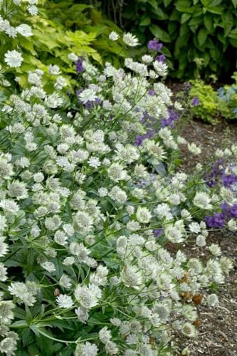 Astrantia major 'Margery Fish' 11x11 cm Topf – Winterhart, Mehrjährig, Pflegeleicht – Sterndolde – Staude für Beet & Garten