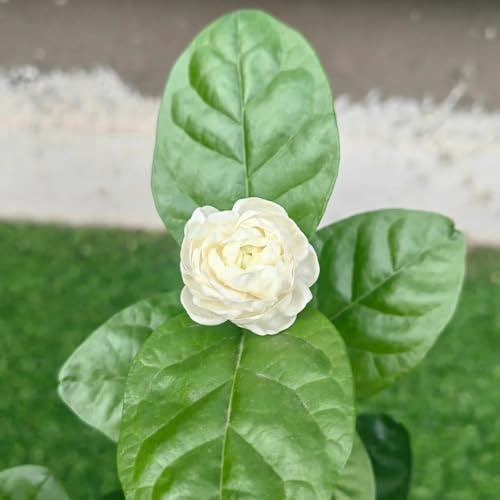 semillas resistentes de jazmín perennes, decorativas para jardín 250pcs