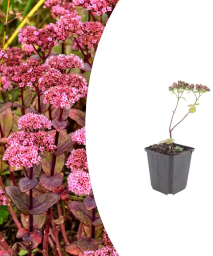 Sedum 'Matrona' | 24 piezas - 10-25cm - Ø9cm - Planta de jardín