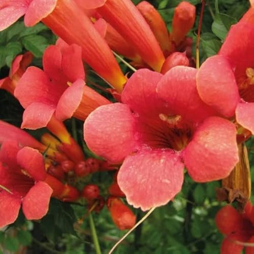 Amerikanische Klettertrompete Gabor 2L - Garten Pflanzen mit schönen Blüten - Die perfekte Dekoration für Ihr Grundstück - Für Anfänger und professionelle Gärtner - Eine schöne Blume Pflanze