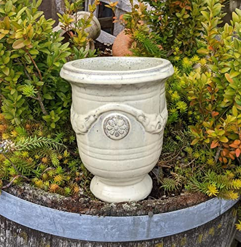 Generisch Neu !! Kleiner cremefarbener Pokal Blumentopf 22 cm hoch aus frostfesten Steinzeug Garten Dekoration Blumenkübel Pflanztopf