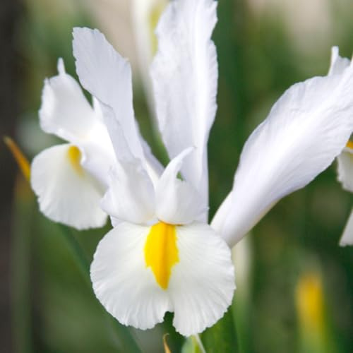Dutch Iris āWhite Van Vlietā Bulbs ā Elegant White Hollandica Variety | Hardy Mid-Spring Blooms, Deer Resistant, Great for Naturalizing, Borders, and Long-Lasting Cut Flower Arrangements