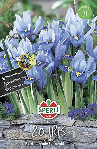 Sperli 461251 Iris Alida (20 Stück) (Iriszwiebeln)