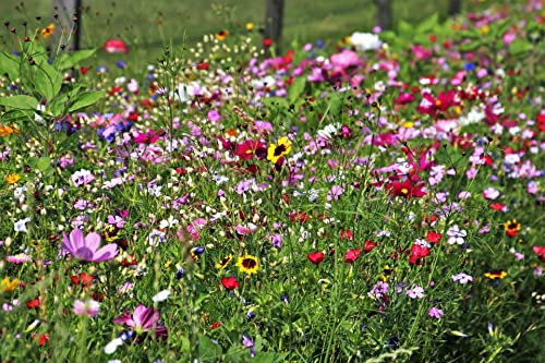 100% Seeds Dwarf Wild Flower Meadow Seeds Pure Flower Pure Flower NO Grass NO FILLERS NO Sands (20 to 60cm) UK (5 Square Meter)