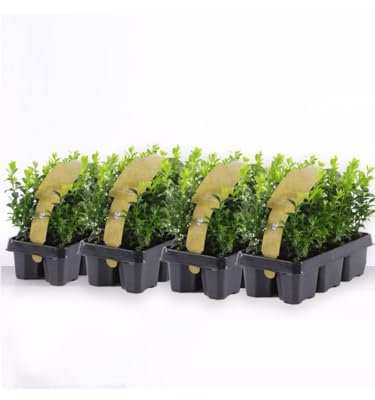 Bosso Buxus microphylla Faulkner 24 piante da siepe sempreverde in vaso bio ø9 cm Vivaio di Castelletto