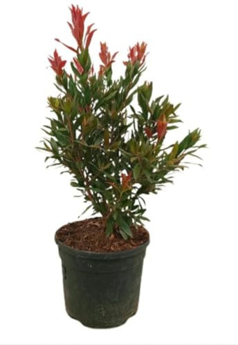 Planta natural Callistemon Red Rocket, 50-60 cm. Arbusto compacto con flores rojas en forma de cepillo y follaje denso. Segura Garden.