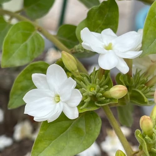 semillas de jazmín fragantes, balcón resistentes perennes para pleno sol decorativas para jardín al aire libre, 50pcs