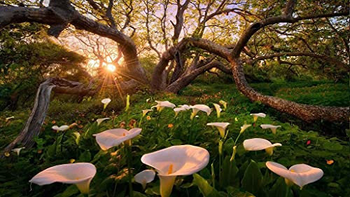 Calla Lily Bulbi Stile Unico Abire Ambiente Planting-15 Lampadine