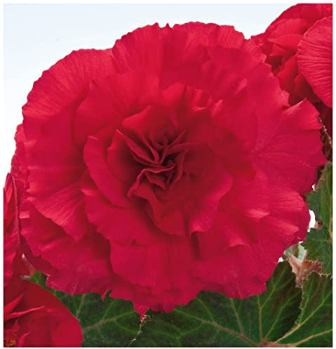PREMIER SEEDS DIRECT - Begonia Tuberous Seeds - Non Stop F1 - Deep Rose (150 Pellets)