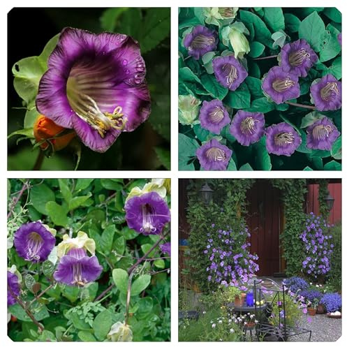 Semi di Cobea Scandens Blue, Pianta Rampicante, Fiori a Campana Blu, Confezione da 5 Semi