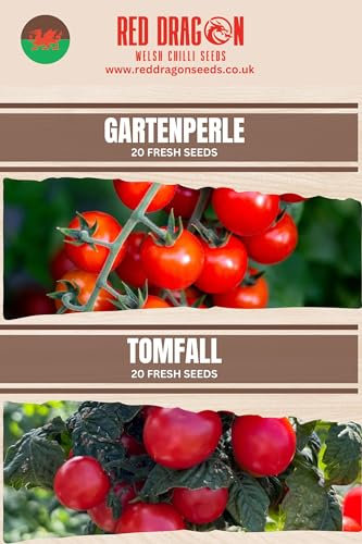 Hanging Basket Tomato Seeds Double Pack - 40 Fresh Hanging Basket Tomato Seeds - Gartenperle and Tomfall Hanging Basket/Patio Tomato Seeds