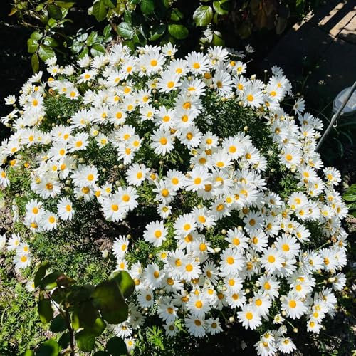margeriten samen, steinpflanzen winterhart, gartenblumen pflanzen margeritensamen pflanzen garten winterhart mehrjährig, pflanzen draußen blumen mehrjährig winterhart, pflanzensamen 150pcs