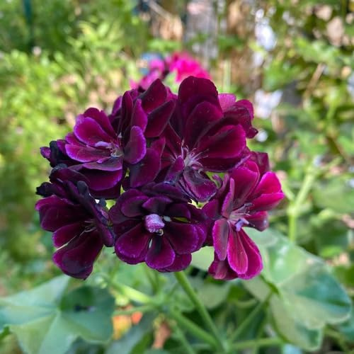 100 semi di geranio viola scuro