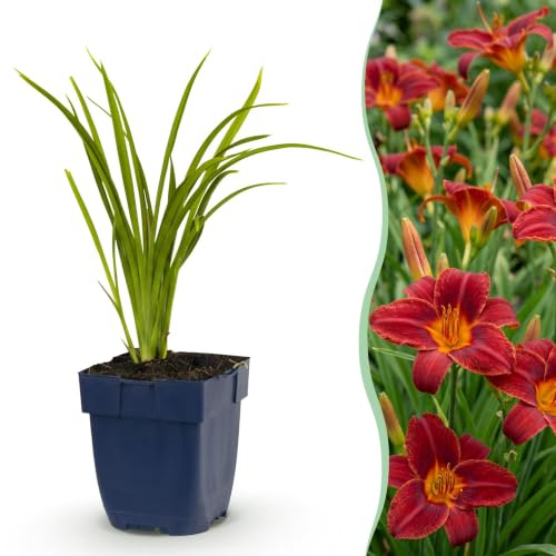 Planta Perenne Hemerocallis Autumn Red para Jardín, Rojo, Maceta 11 cm