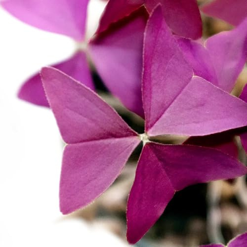 Bombilla de oxalis triangularis,de jardín perennes resistentes Decoración de oficina,decoración de jardín para exteriores.20pcs