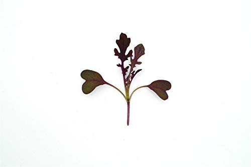 10g Seeds of Microgreens Sprouting Baby Leaves Mustard Red Lace