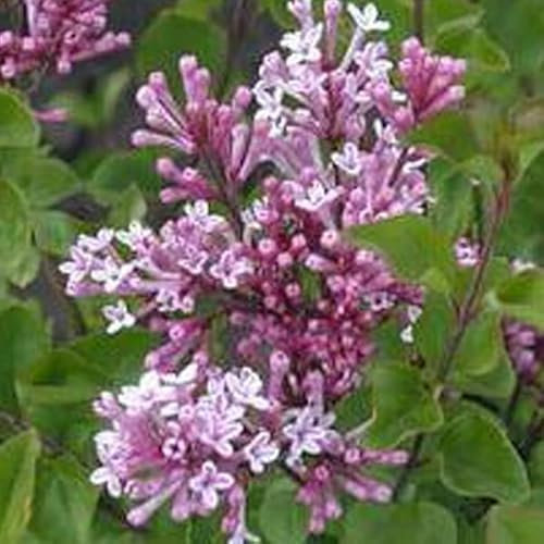 Lilas de Chine 'Palibin' – Syringa meyeri 'Palibin' 40-60 cm pot | Petit lilas, floraison parfumée rose clair, idéal terrasse & petit jardin