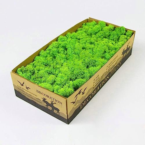Prefleur Preserved Reindeer Craft Moss Natural Green DIY Kit Gardenning Art Wall Decor Florist Easter Table Decor Wedding Decor (0.85lb)(Green-03)