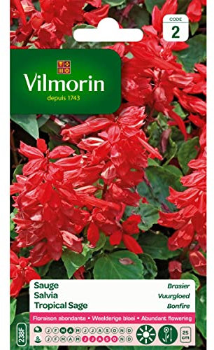 Vilmorin - Sachet graines Sauge Rouge Brasier
