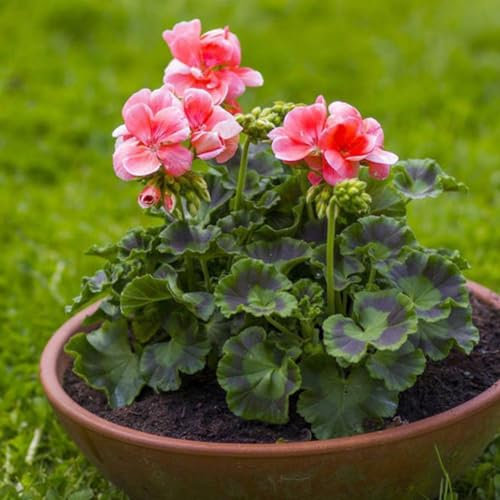 200 Stück Geraniensamen, Blumenpflanze, Büro, Bonsai, Hausgarten, Balkon, Hofdekoration, Gartensamen zum Pflanzen 200pcs Geraniensamen