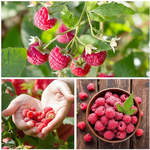 Rote Himbeer-Kollektion - 3 Pflanzen - Winterhart & Mehrjährig - Echte Pflanzen aus Holland - für Garten & essbare Rabatten - keine Samen, nicht künstlich