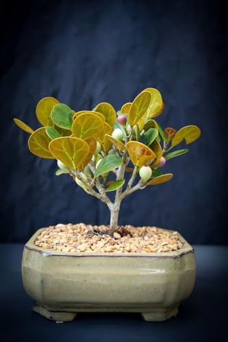 Mistletoe Fig Bonsai Tree for Indoor Care. Will Produce Many figs as Shown. Comes in a 6inch Pot. Detailed Growing Information Comes in The Box and Please Call us to go Over Care and concerns.