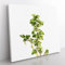 Gooseberry Bush by Pierre Joseph Redoute Vintage Canvas Wall Art Print Ready to Hang, Framed Picture for Living Room Bedroom Home Office Décor, 35x35 cm (14x14 Inch)
