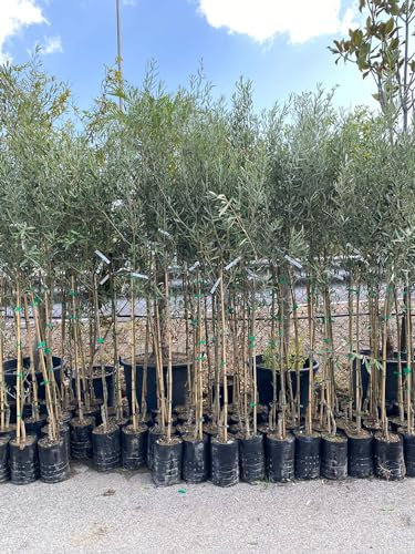 Piante di ulivo o olivo (Olea Europaea) in fitocella, età 1/2 anni, altezza 130/150 cm - Alberi da frutto